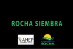 Rocha Siembra